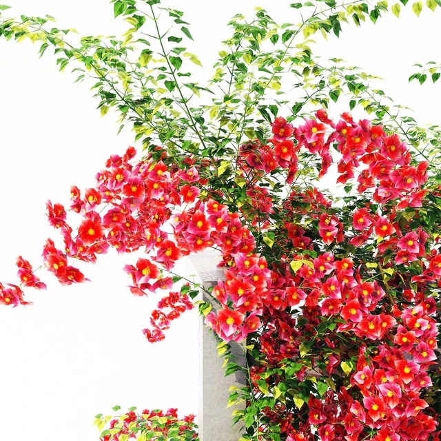 Bougainvillea — Descargar