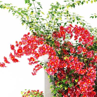 Bougainvillea — Ver 2