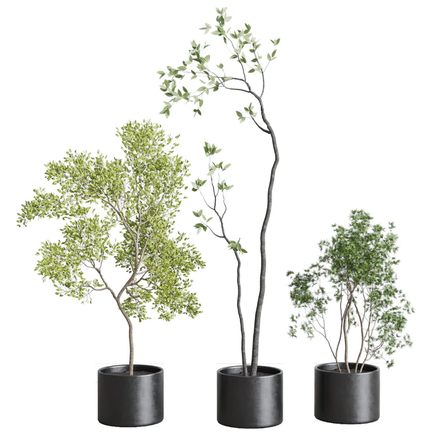 collection indoor plant 326 concrete vase — Скачать