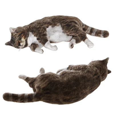 Cat — View 1