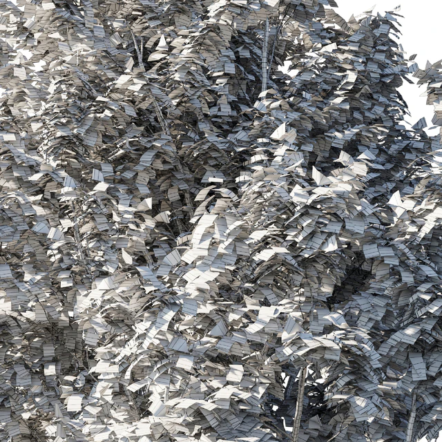 Platanus acerifolia 06 — Descargar