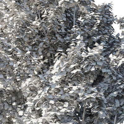 Platanus acerifolia 06 — Ver 3