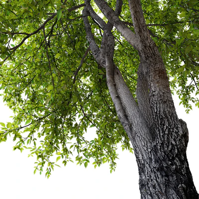 Fraxinus mandshurica 2 — Ver 2