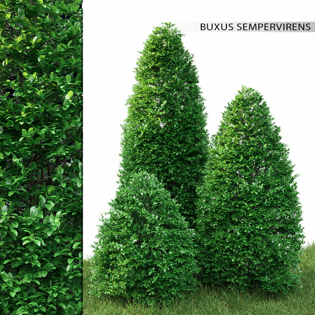 Buxus — Скачать