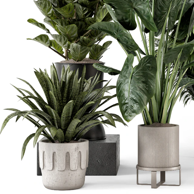Indoor Plants in Ferm Living Bau Pot Large - Set 1188 — Descargar