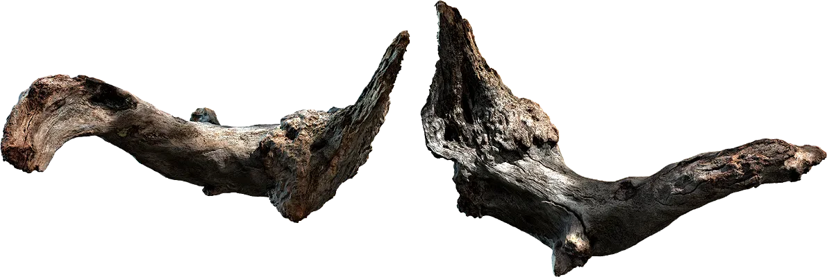 dry root 001 — Скачать