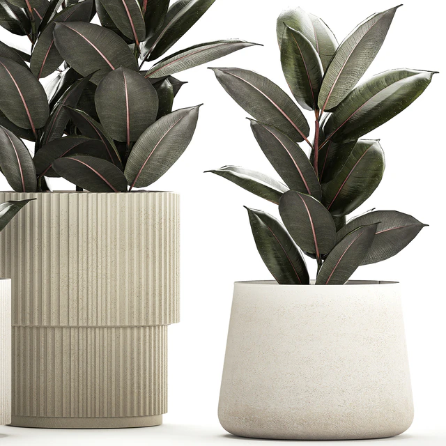 Beautiful tree in a pot Ficus rubbery, elastica, Ficus Abidjan, Ficus Robusta. Plant collection 1246 — Descargar