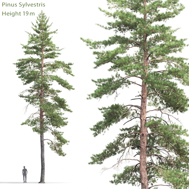 Pinus Sylvestris # 8 (19m) — Descargar