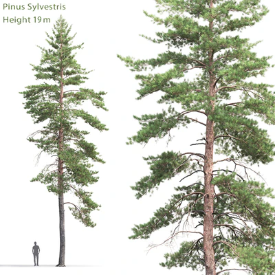 Pinus Sylvestris # 8 (19m) — Ver 1