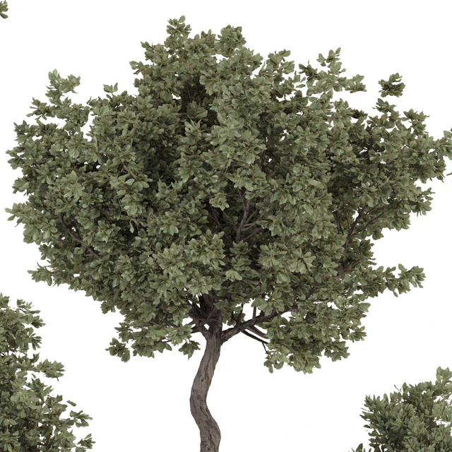 Indoor Bohemian Olive Bonsai Tree and Bush in Pottery Pot 199 — Скачать