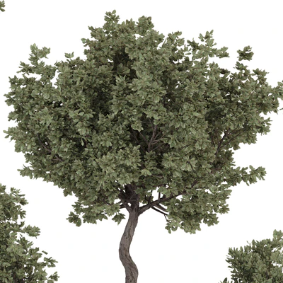 Indoor Bohemian Olive Bonsai Tree and Bush in Pottery Pot 199 — Вид 3