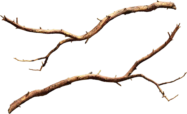 nordic forest tree branch pine small 001 — Descargar