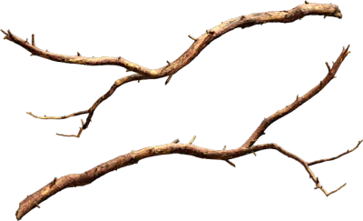nordic forest tree branch pine small 001 — Descargar