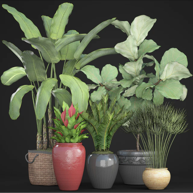 Collection of plants 75. Banana palm, Ficus lyre, Spathiphyllum, umbellata, Cycas, pot, basket — Descargar