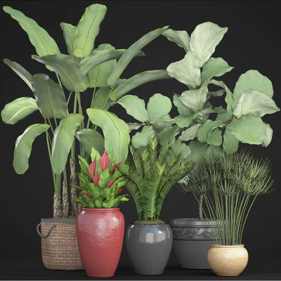 Collection of plants 75. Banana palm, Ficus lyre, Spathiphyllum, umbellata, Cycas, pot, basket — Ver 2