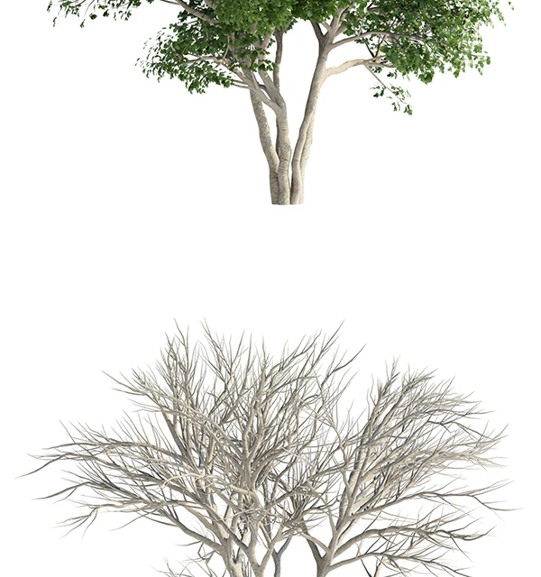 Клен Гиннала солитер | Acer tataricum ssp. ginnala — Скачать