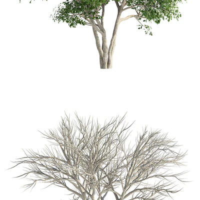 Клен Гиннала солитер | Acer tataricum ssp. ginnala — Вид 2