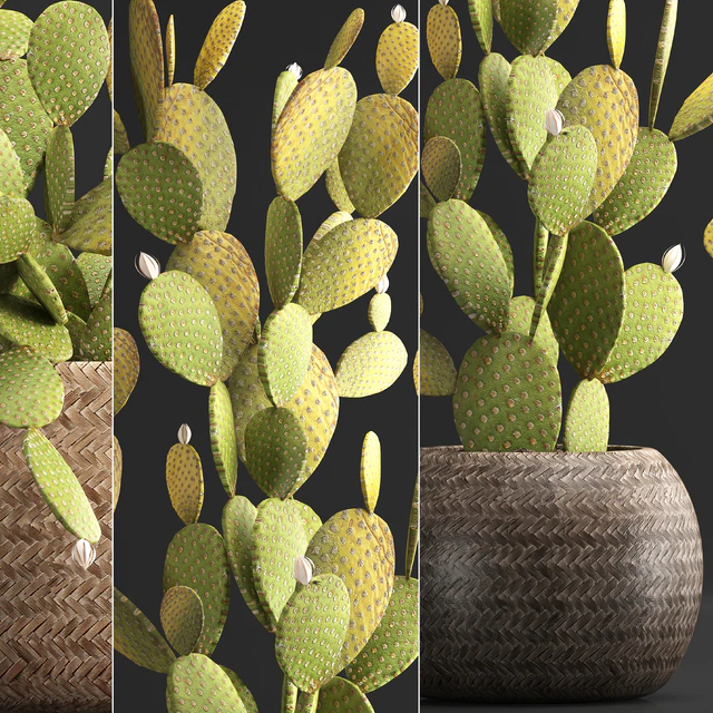 Plant Collection 375. Cactus set. cacti, basket, rattan, prickly pear, indoor cactus, Prickly pear, eco style, design, natural materials — Descargar