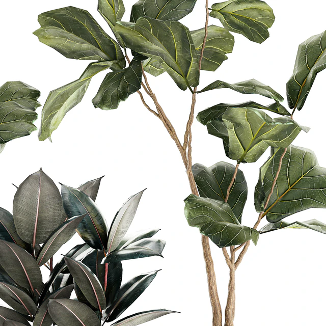 Set of beautiful trees in pots Ficus lyre, Ficus Lyrata and Ficus elastica, Ficus Robusta. 1244 — Descargar