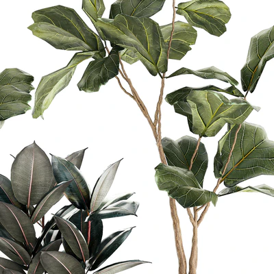 Set of beautiful trees in pots Ficus lyre, Ficus Lyrata and Ficus elastica, Ficus Robusta. 1244 — Ver 3