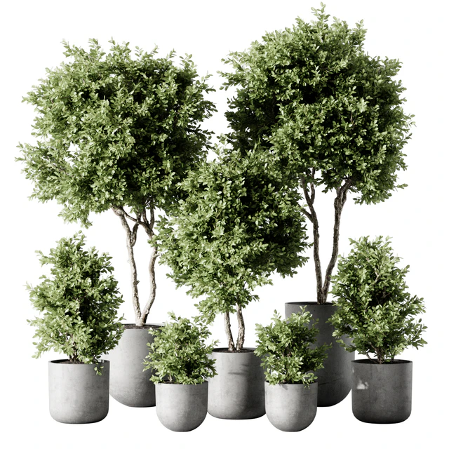 Indoor Plant 2 — Descargar