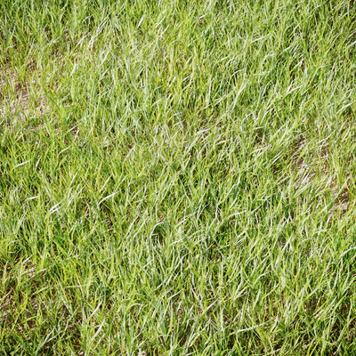 Grass for landscaping — Вид 2