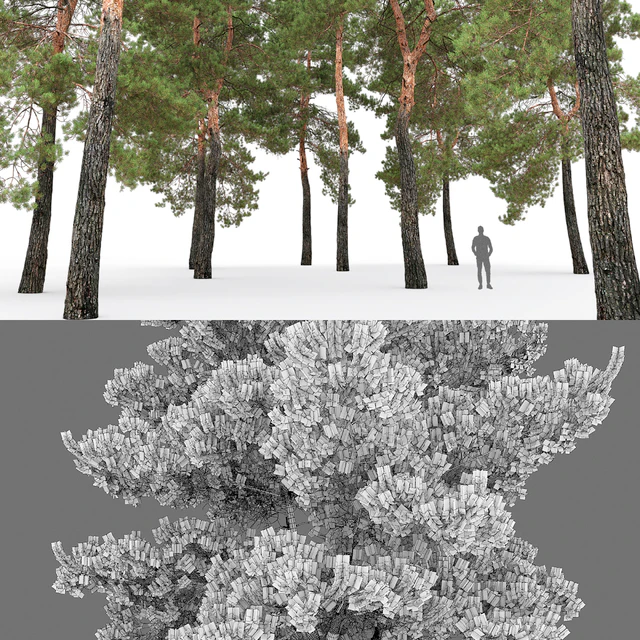 Pine — Download