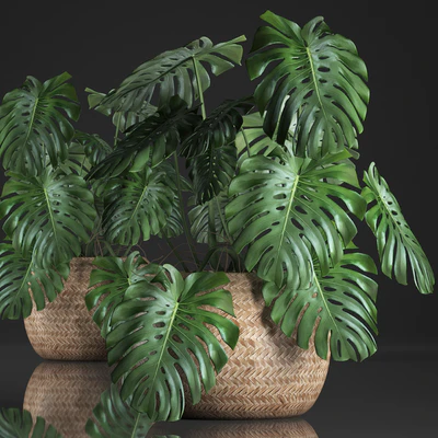 Plant Monstera in the basket 343. Monstera. Indoor monstera, basket, rattan, pot, eco design, natural decor, bush, interior, exotic, flower — Ver 1