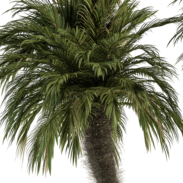 Big palm Date Tree Fluff Bark - Tree Set 87 — Скачать