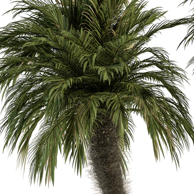Big palm Date Tree Fluff Bark - Tree Set 87 — Вид 2