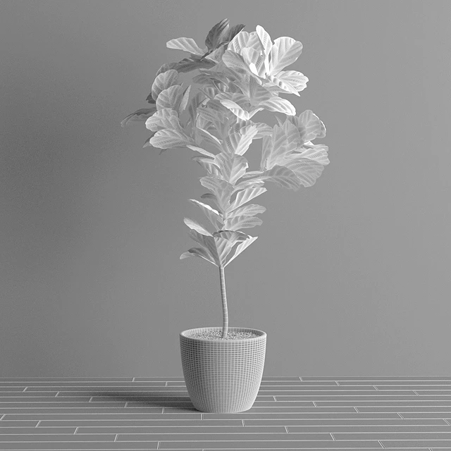 Ficus Lyrata - Interior Plant — Скачать