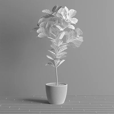 Ficus Lyrata - Interior Plant — Вид 3