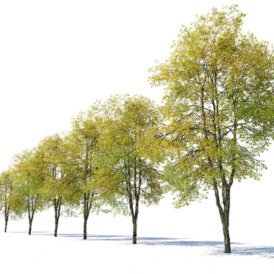 Autumn hornbeam tree 02 — Вид 3
