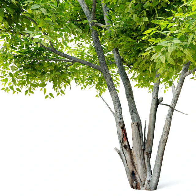 Alee chinese elm (Ulmus parvifolia Allee) — Descargar