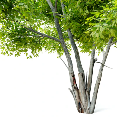 Alee chinese elm (Ulmus parvifolia Allee) — Ver 2