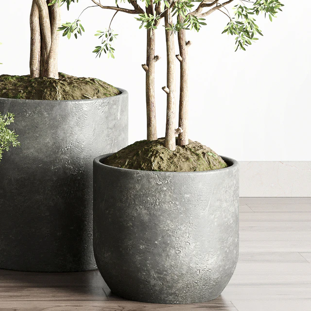 Collection indoor outdoor plant 145 plant tree vase dirty concrete — Скачать