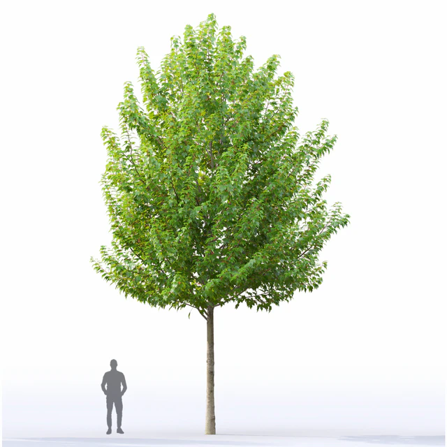 Acer — Descargar