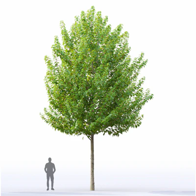 Acer — Ver 3
