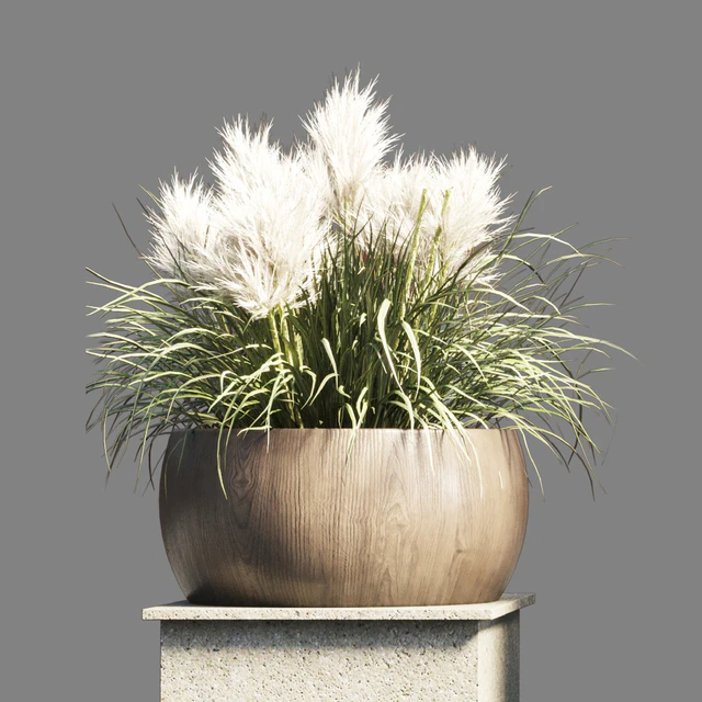Collection outdoor indoor 70 pot palnt grass the dry pampas stand vase wooden — Descargar