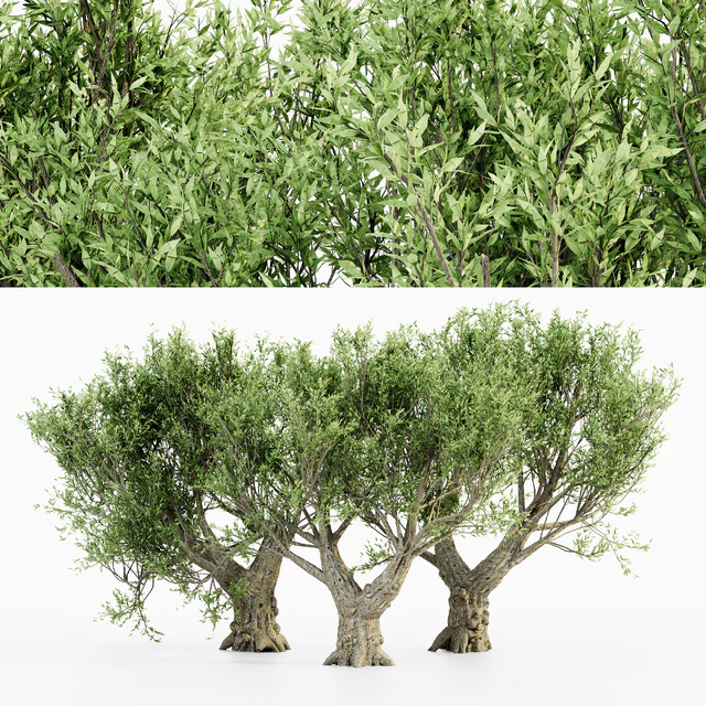 African Olive tree — Download