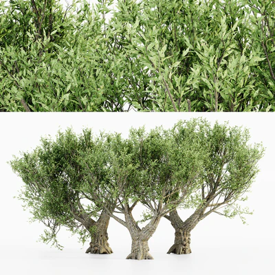 African Olive tree — View 1