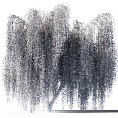 Willow — Ver 2