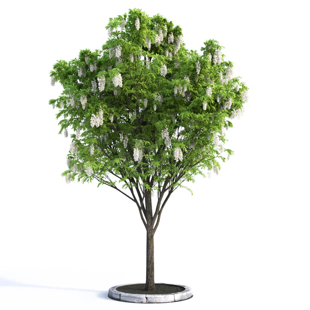 Acacia Tree — Descargar