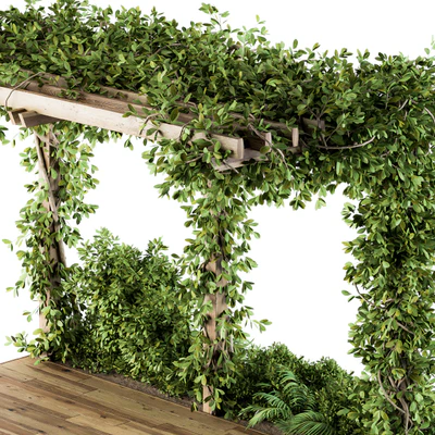 Ivy Plants on Pergola — Ver 2