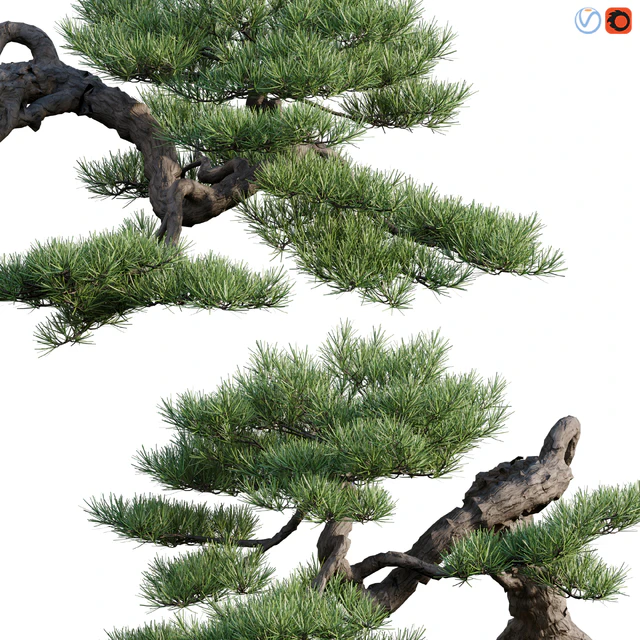 Pine bonsai 03 — Descargar