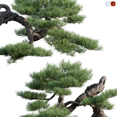 Pine bonsai 03 — Ver 2