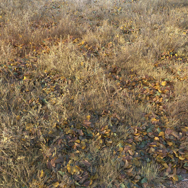 Dry autumn grass — Descargar