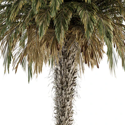 Big palm Date - Tree Set 91 — Ver 2