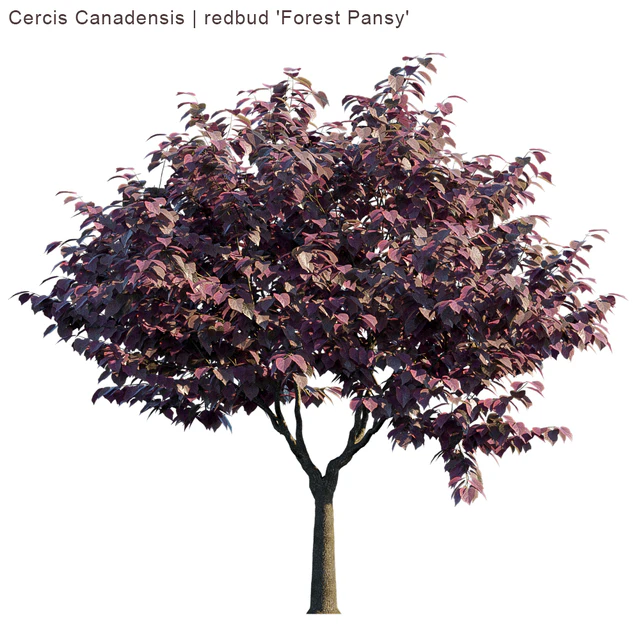 Cercis Canadensis | redbud "Forest Pansy" — Скачать