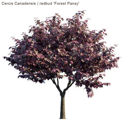 Cercis Canadensis | redbud "Forest Pansy" — Вид 2